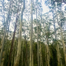 Bluegum Forest