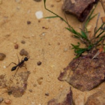 Serious bull-ant
